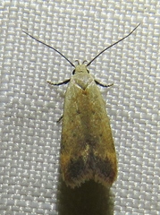 Anacampsis fullonella