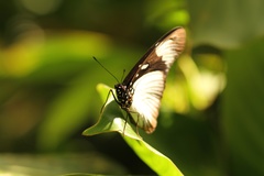 Hypolimnas anthedon anthedon