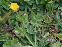 Ranunculus bulbosus
