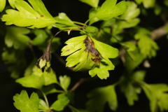Monilinia johnsonii