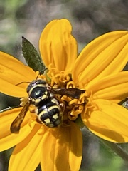 Loyolanthidium