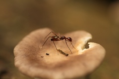 Glyphodera