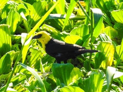 Chrysomus icterocephalus