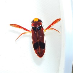 Hesperocorixa brimleyi