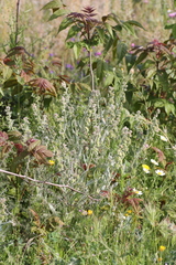 Cynoglossum cheirifolium