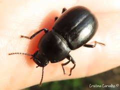 Coelometopus clypeatus