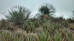 Dasylirion cedrosanum