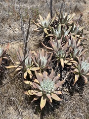 Dudleya virens