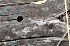 Andrena lapponica