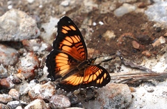 Junonia sophia