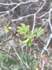 Rosa spithamea