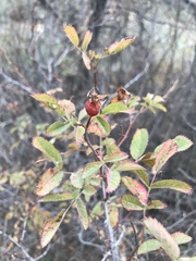Rosa spithamea