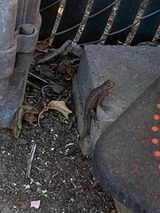 Sceloporus occidentalis