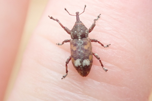 White Pine Weevil photo 4