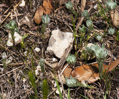 Diaperia verna verna