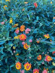 Lantana