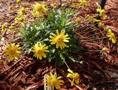 Euryops chrysanthemoides