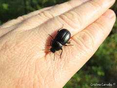 Coelometopus clypeatus