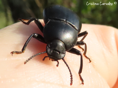 Coelometopus clypeatus