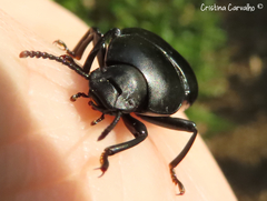 Coelometopus clypeatus