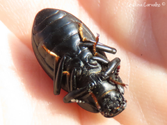 Coelometopus clypeatus