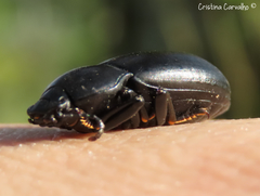 Coelometopus clypeatus