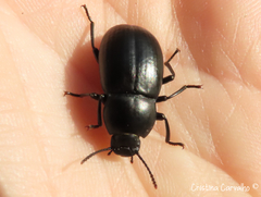 Coelometopus clypeatus