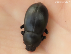 Coelometopus clypeatus