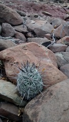 Cacteae