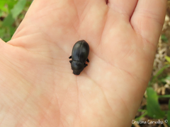Coelometopus clypeatus