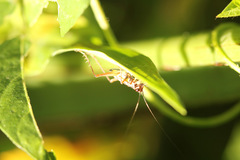 Phylloscyrtus amoenus