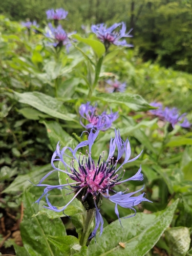 nevädza horská (Centaurea montana)