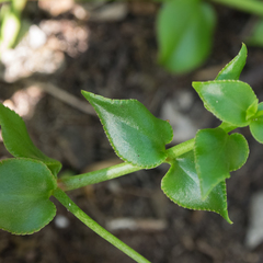 Crassula sarmentosa
