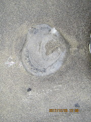 Aequorea forskalea
