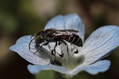 Proteriades