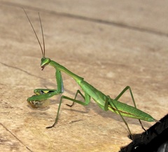Sheldonia