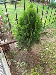 Platycladus orientalis