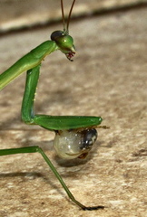 Sheldonia