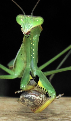 Flag Mantis