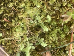 Selaginella apoda