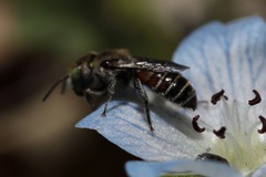 Proteriades