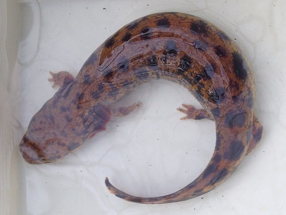 Neuse River Waterdog
