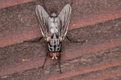 Eustalomyia