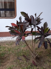 Codiaeum variegatum