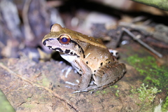 Leptodactylus knudseni