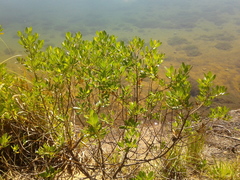 Baccharis macrantha
