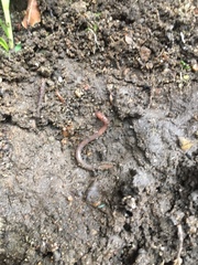 Clitellata