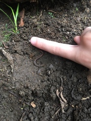 Clitellata