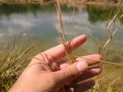 Andropogon aequatoriensis
