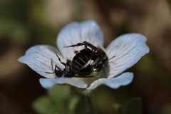 Proteriades